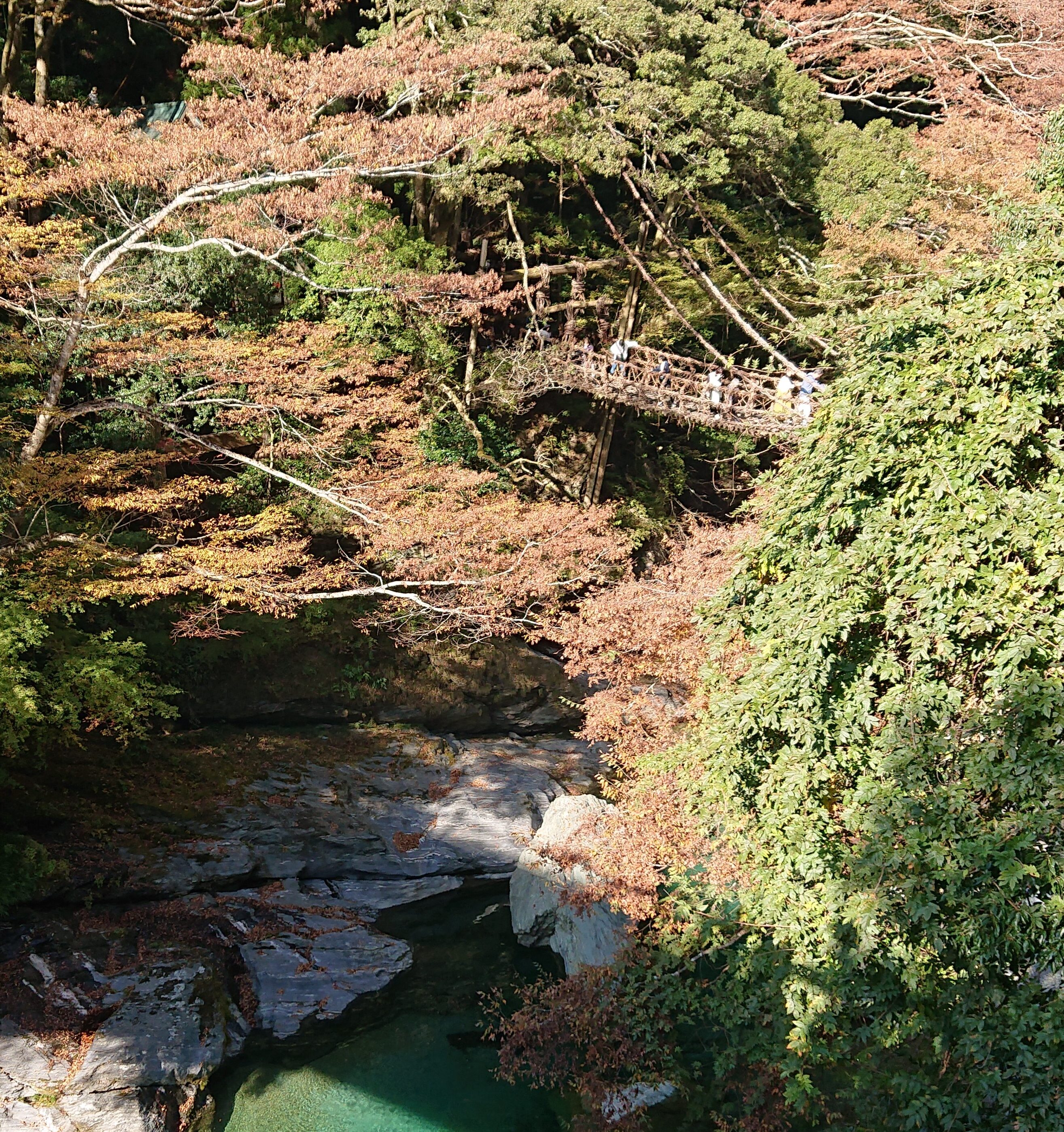 「祖谷のかずら橋」渡ってきた！